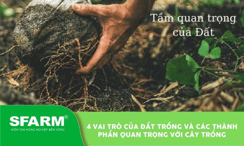 Cấu trúc phân lớp của đất trồng với các thành phần khoáng và hữu cơ